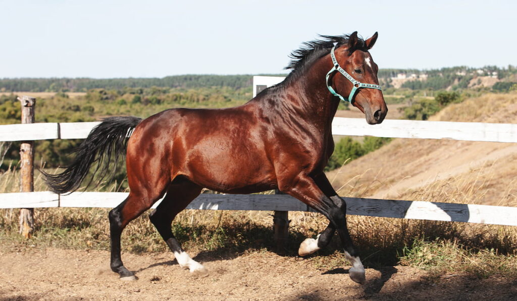 Holsteiner horse stallion