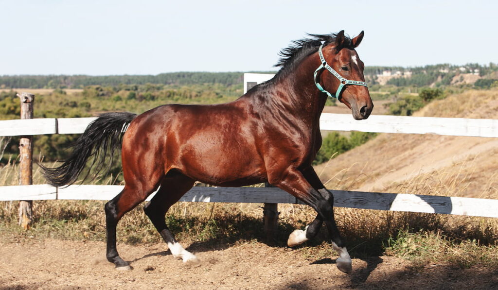 Holsteiner horse running in paddock
