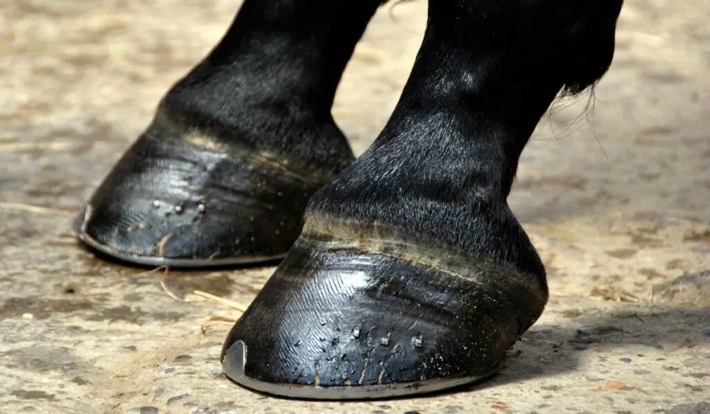 Hoof Boots Horseshoe