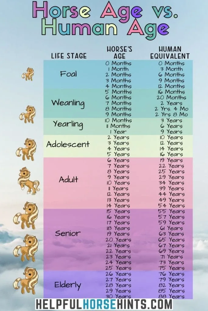 Horse Years To Human Years Chart