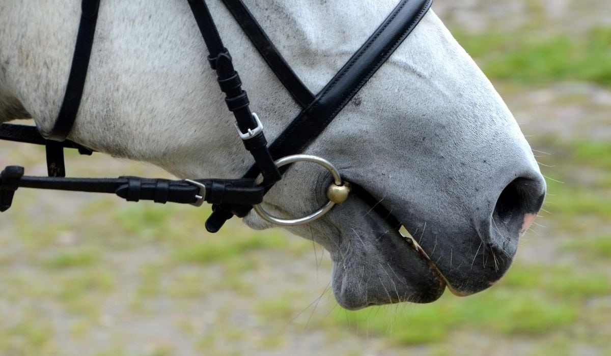 Horse nose or muzzle with bit and bridle.