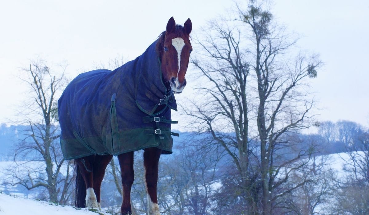 Horse wearing blanket on winter