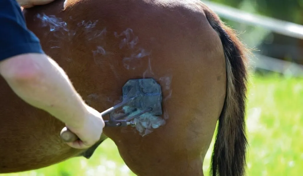 Horse Branding