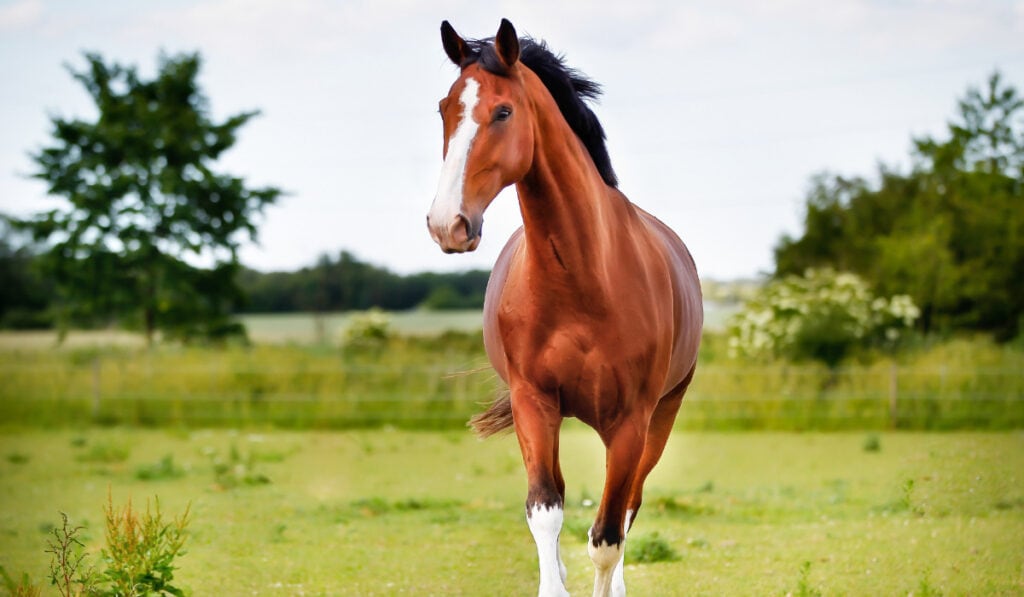 Brown horse running on the field