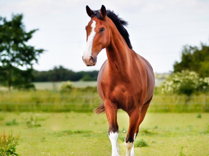 Can Horses Eat Candy Canes? Helpful Horse Hints