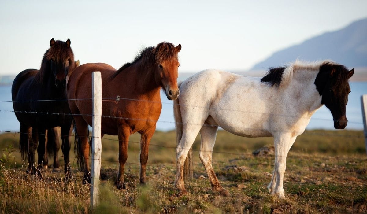 Horse Breed