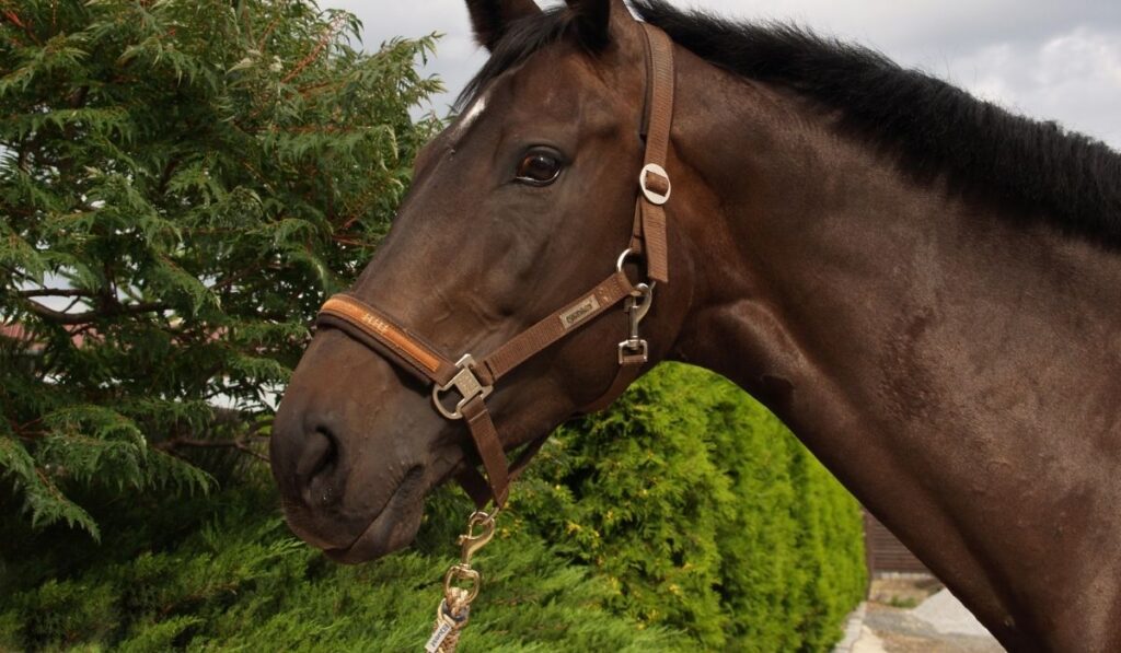 Closeup of a brown horse wearing halter