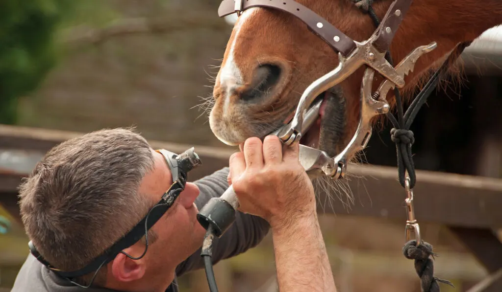 Horse Dental treatment from an equine Dental Technician