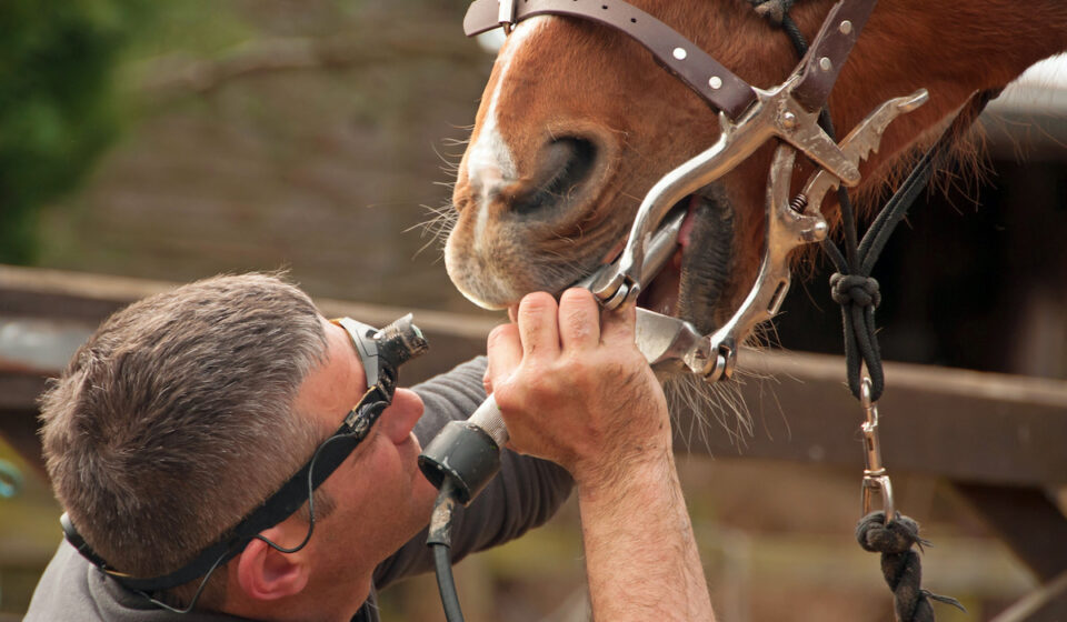 26 Equine Careers with Estimated Salaries Helpful Horse Hints