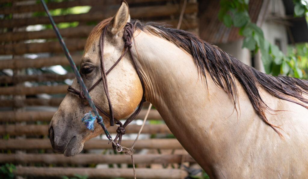 Horse with dun color