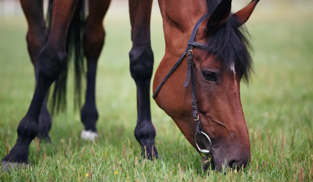 Horse Eating Grass