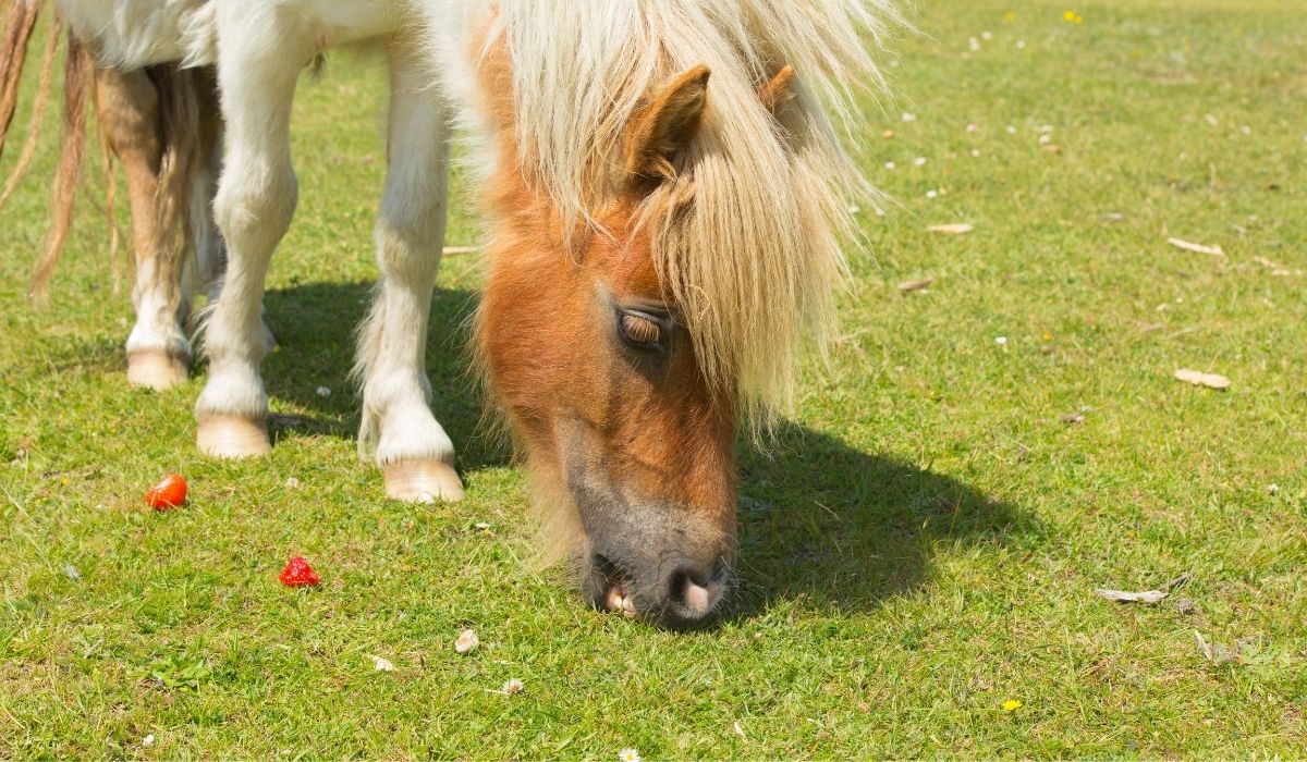 Horse Eating Strawberries
