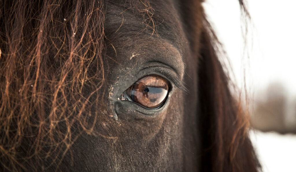 Horse Eye (left eye)