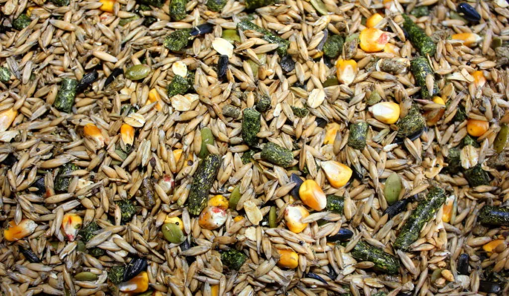 Horse Feed Grain
