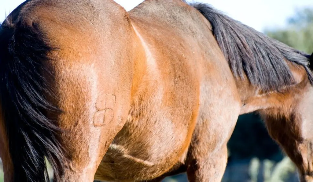 Horse Freeze Branding