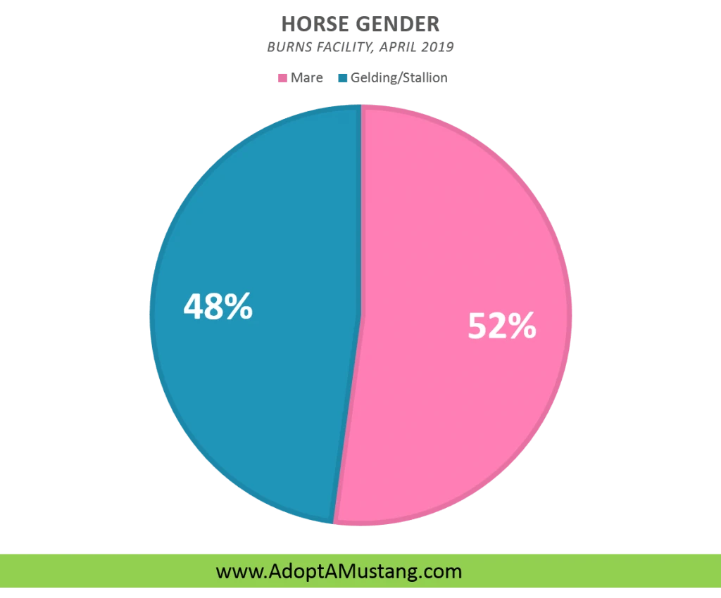 Mustang Horse Gender Breakdown