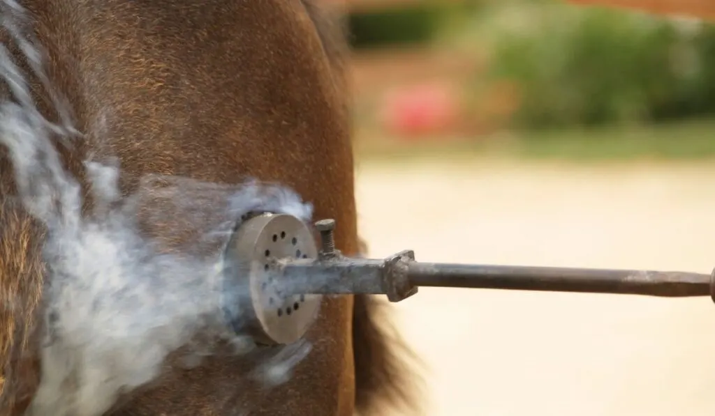Horse Getting Branded