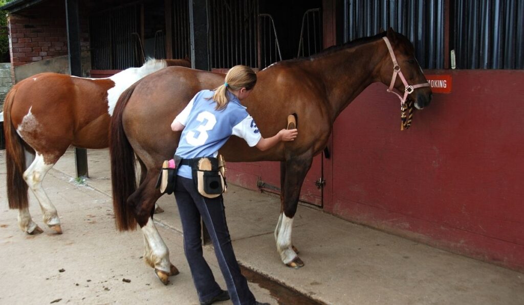 Horse Groomer