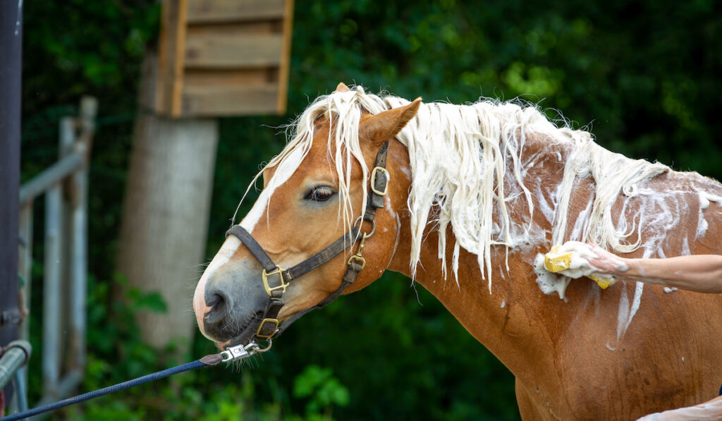 Horse Haflinger gets his mane washed
