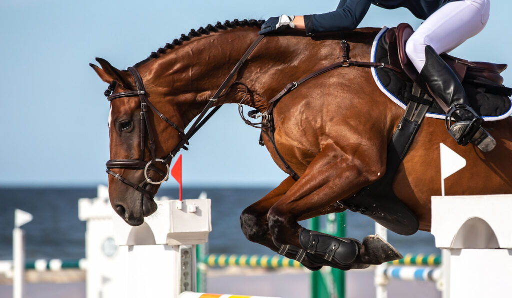 Horse Jumping, Equestrian Sports themed photo