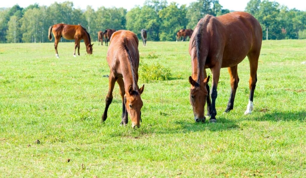 Complete Guide to Pasture Boarding Helpful Horse Hints