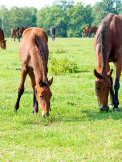 13 Ways to Tell If a Horse Is Pregnant - Helpful Horse Hints