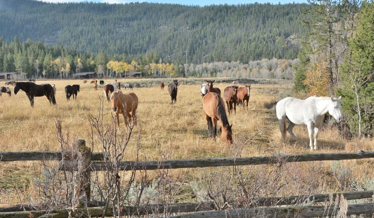 Horse Pasture Boarding