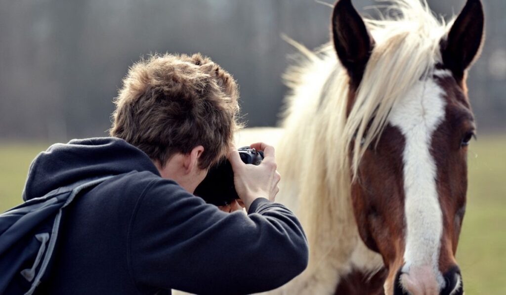 Horse Photographer