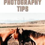 horse photography tips - Pinterest image