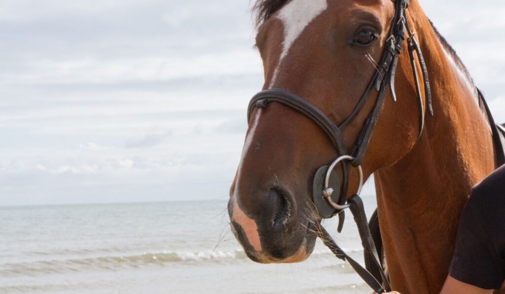 Horse Reins and sea on background