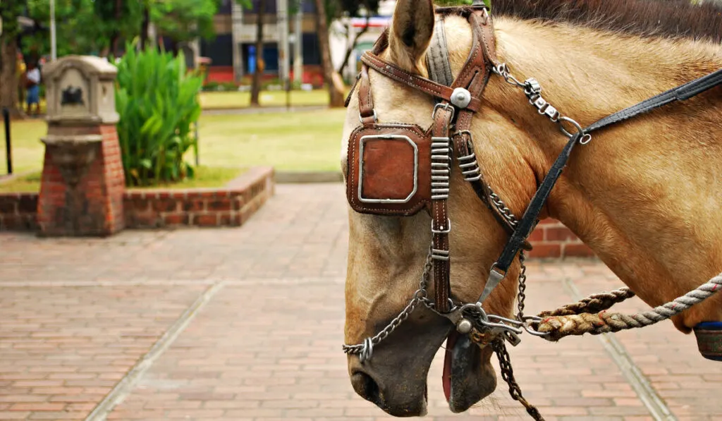 Horse Saddled and with Blinds
