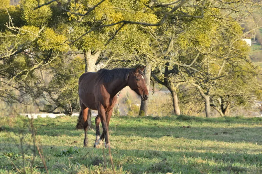 Horse Selle Français in the Pays d'Auge in Normandy near Lisieux
