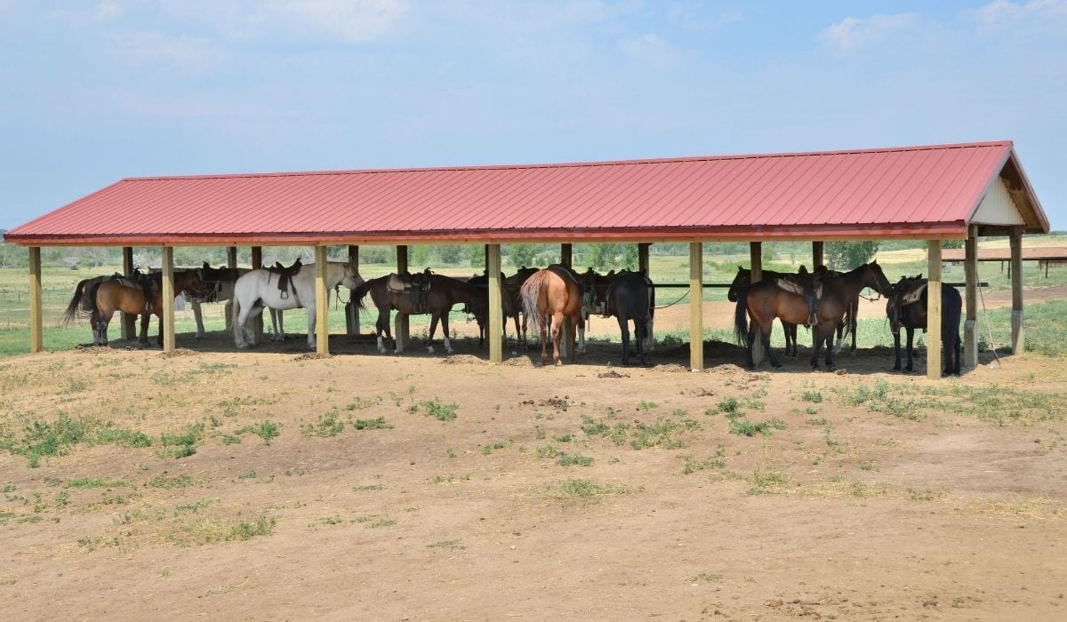 Horse Shelter in Pasture Boarding