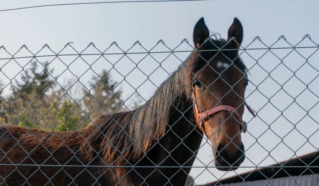 Horse Standing Behind Wire Mesh Fence