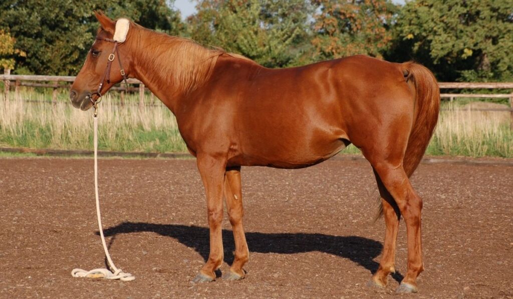 Horse Standing Still