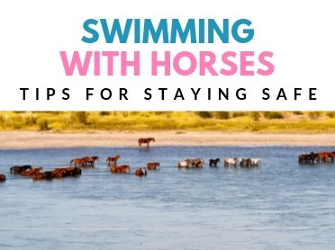 tips for swimming with horses