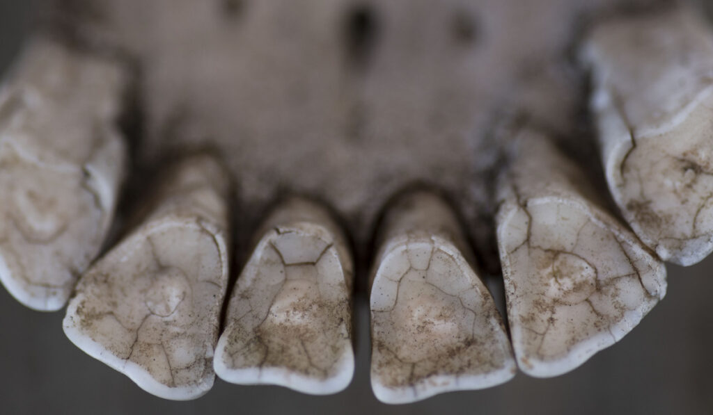 Horse Teeth
