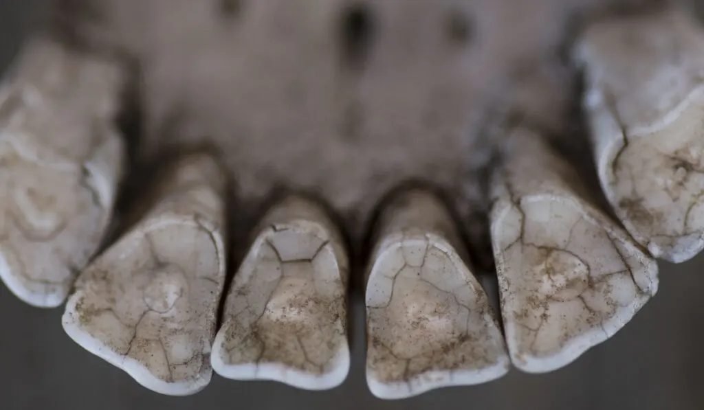 Horse Teeth