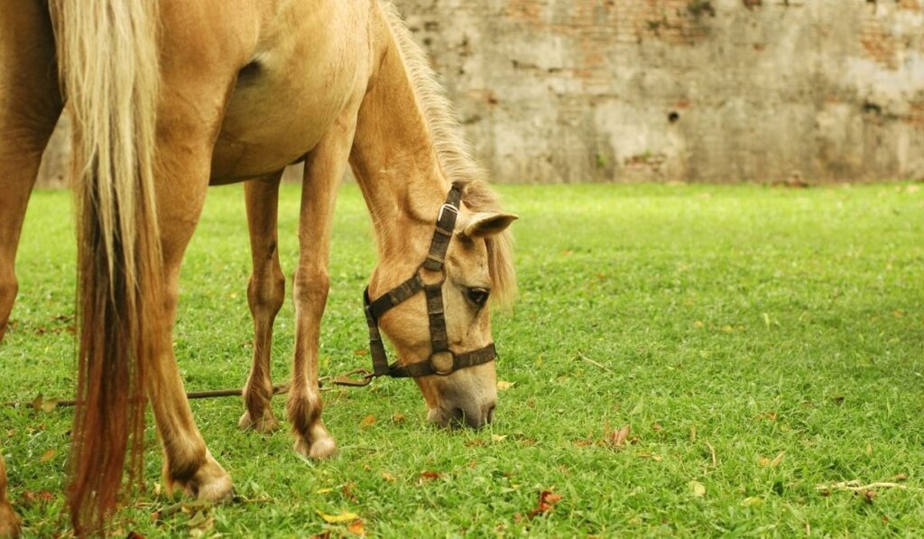Horse Tied Up