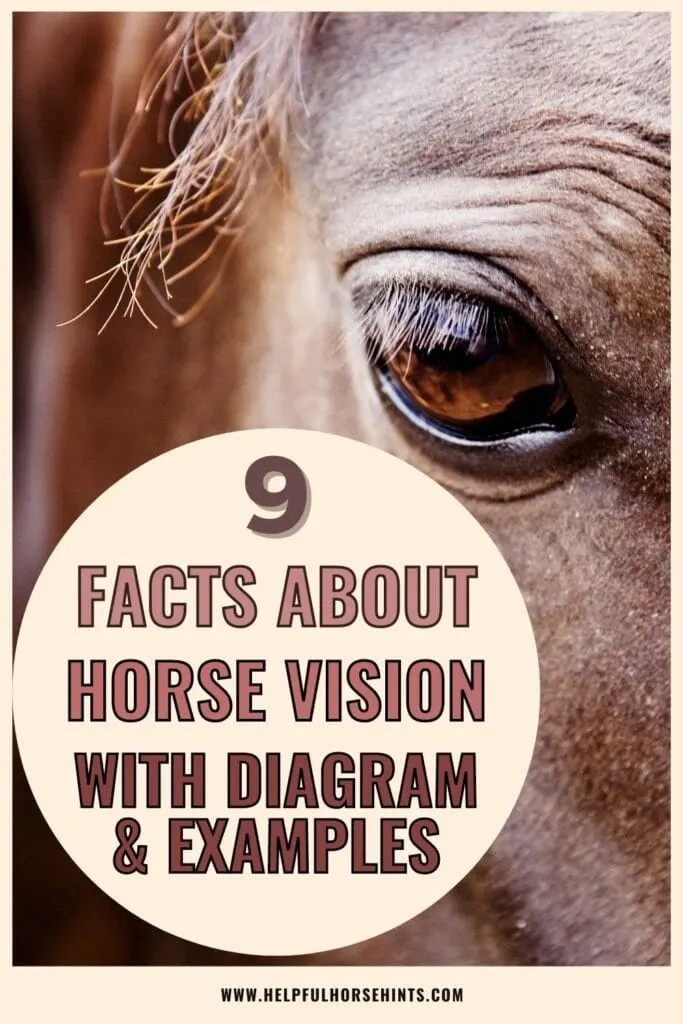 Pinterest pin - 9 Facts About Horse Vision with Diagram & Examples