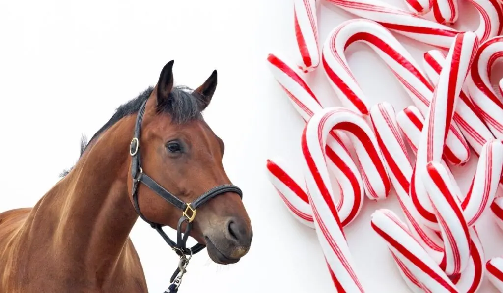 Horse and Candy Canes