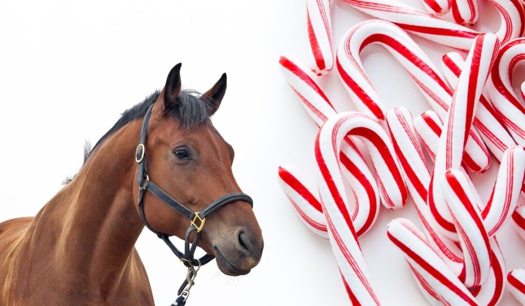 Can Horses Eat Candy Canes? Helpful Horse Hints