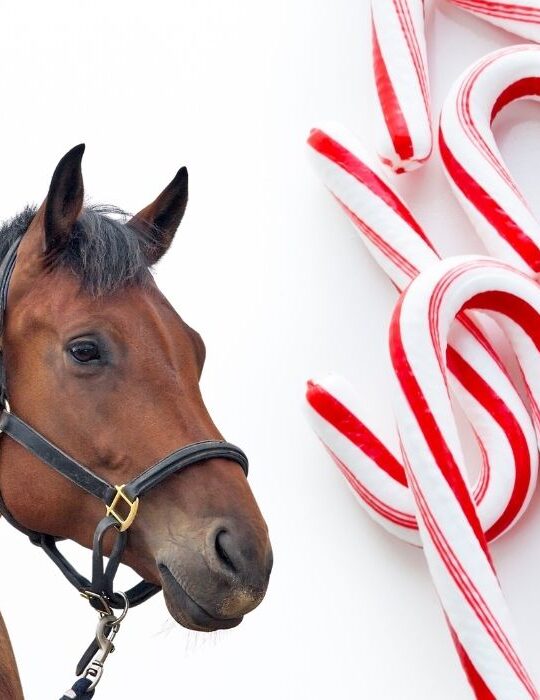 Horse-and-Candy-Canes