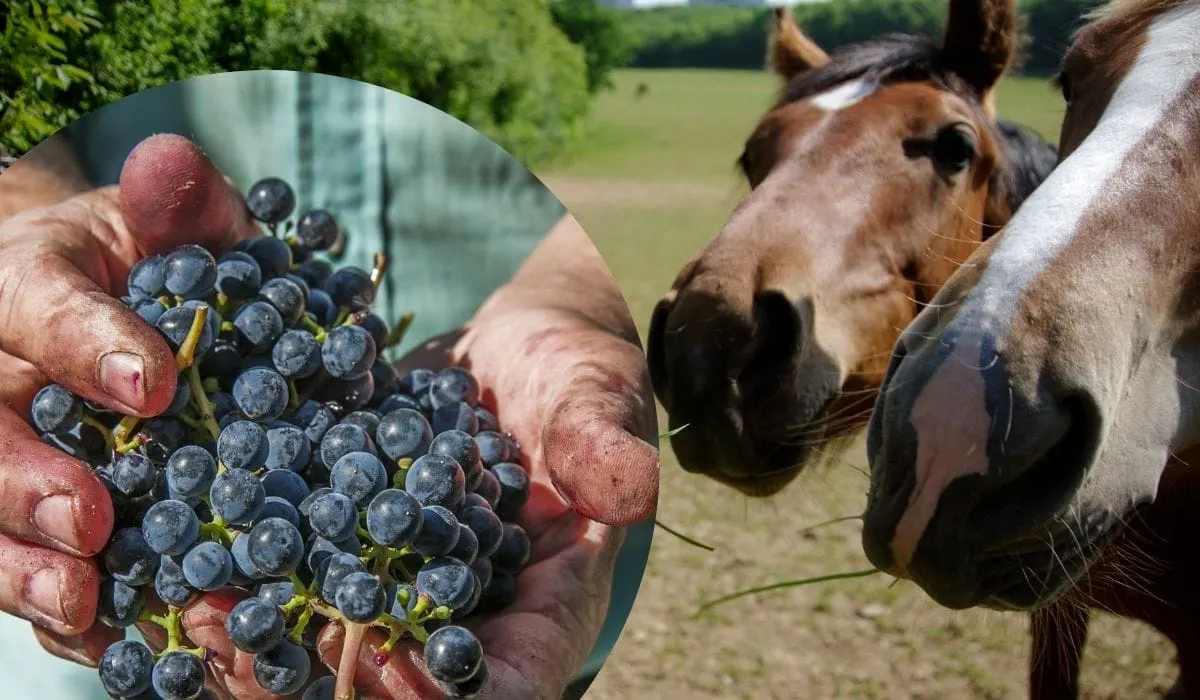 Can Horses Eat Grapes? Helpful Horse Hints