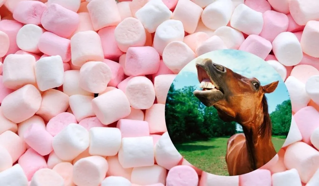 Horse and Marshmallows