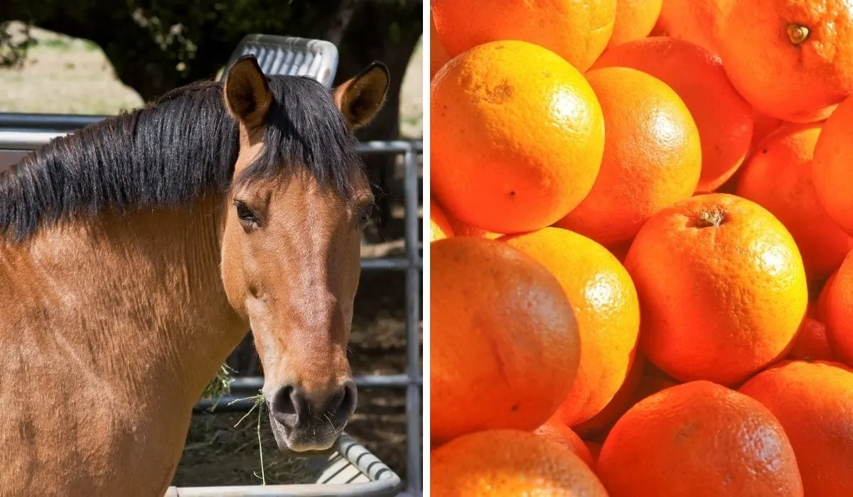 Horse and Oranges