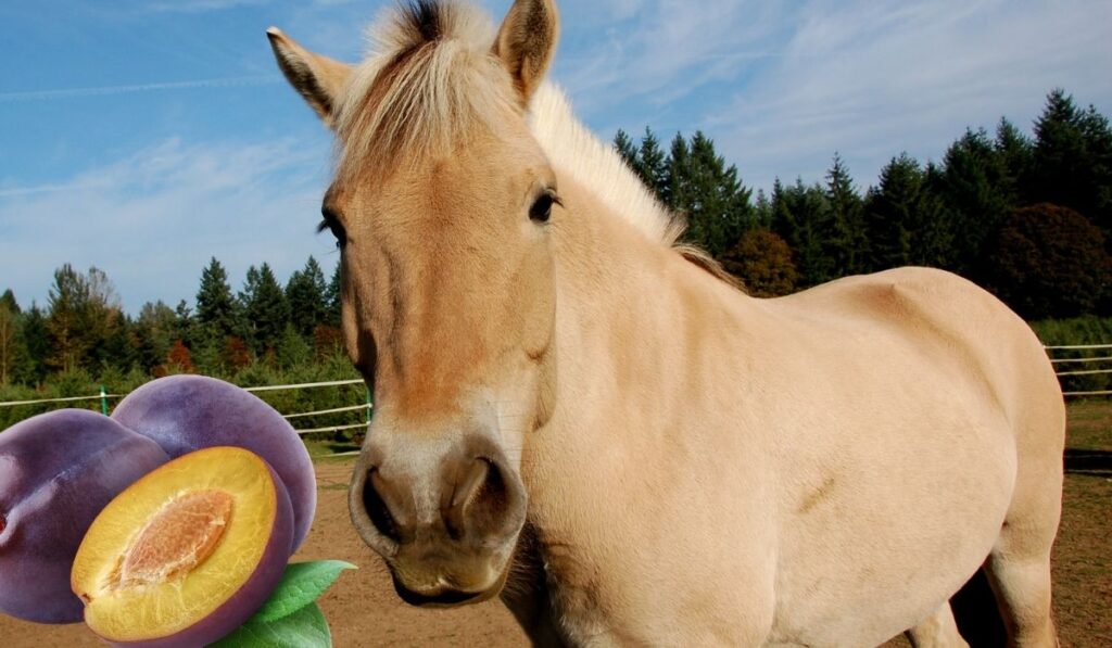 Horse and Plums