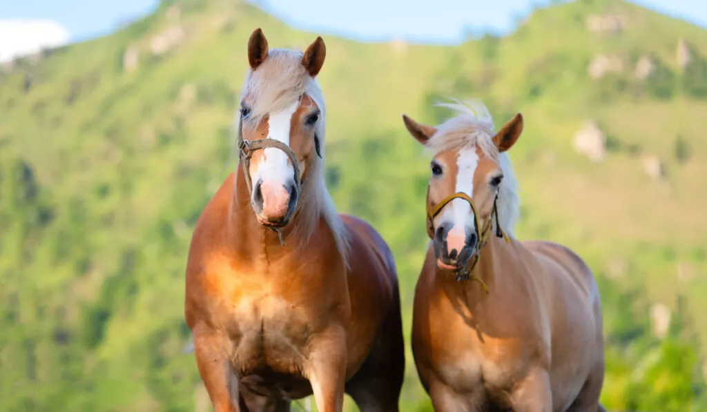 Horse and mare