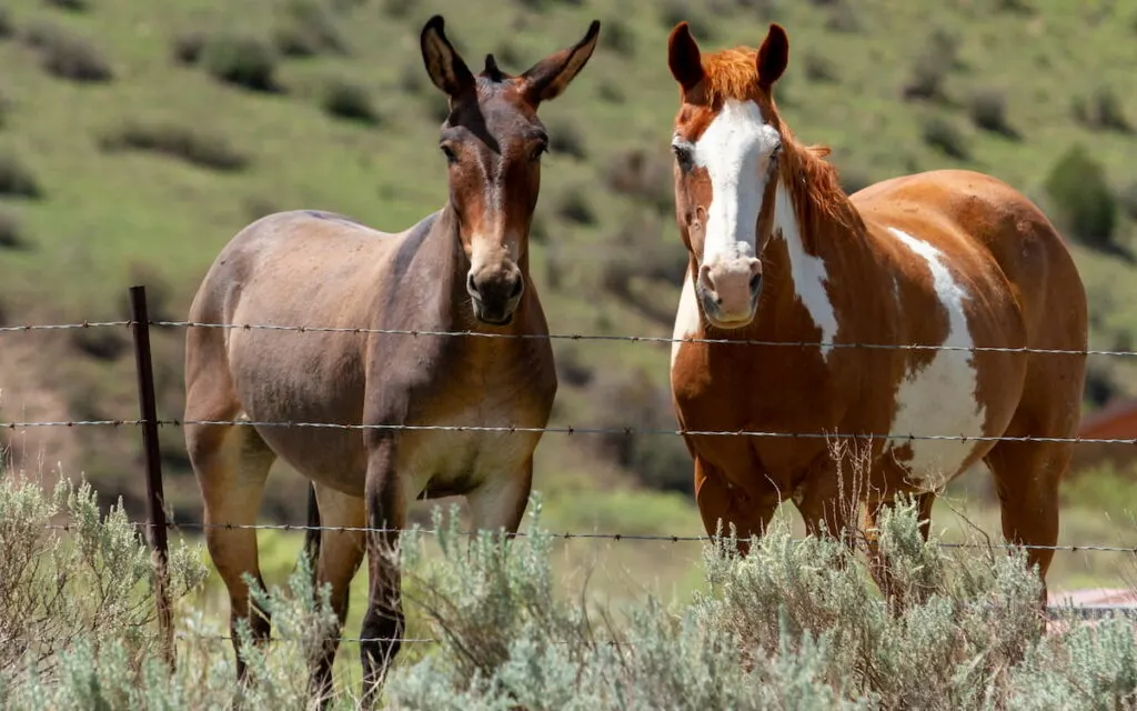 Horse and mule pasture buddies, behind a barbwire fence