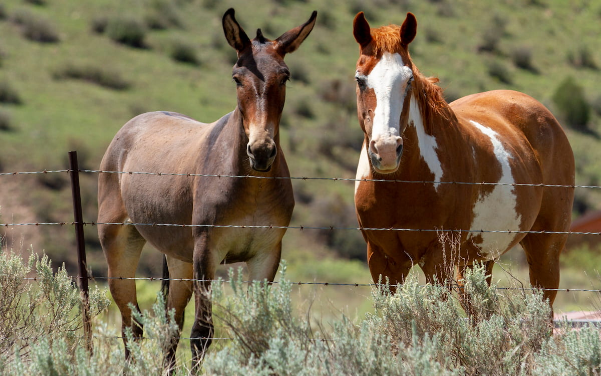 Can Mules Reproduce? History Says Yes! Helpful Horse Hints